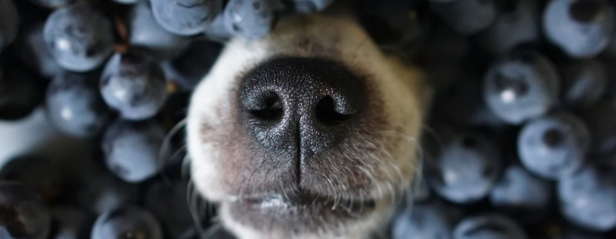 10 Healthy Foods You Can Add to Your Dog's Meal (That You Probably Have in Your Fridge/Pantry Already!)