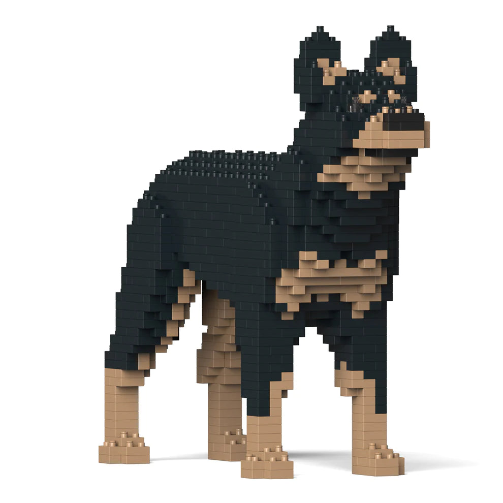 Australian Kelpie 01S