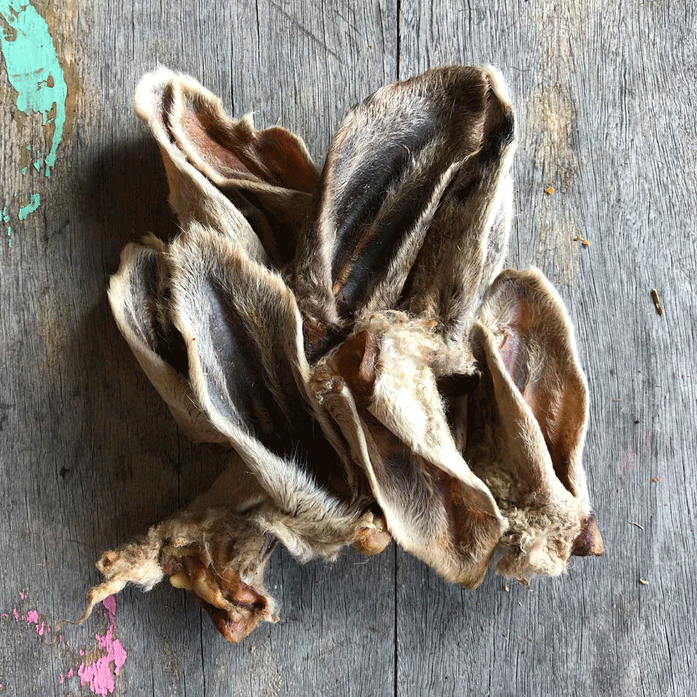 Lambs Ears