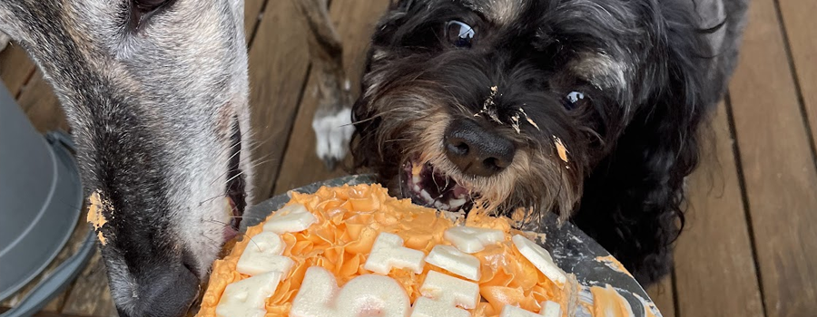 Does Your Dog Have A Birthday Coming Up?