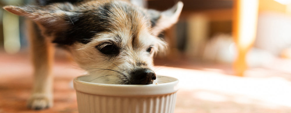 The Role of Supplements in a Raw Feeding Diet for Dogs