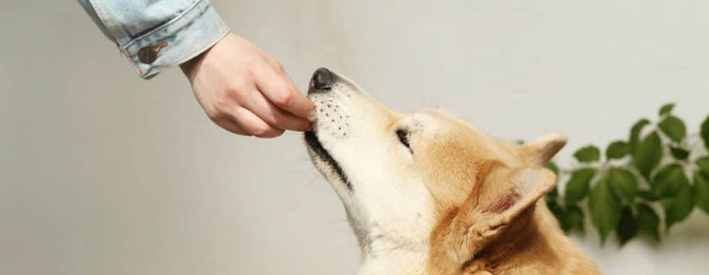 What Are Good Training Treats and Why You Shouldn't Use Your Dog's Dinner for Training