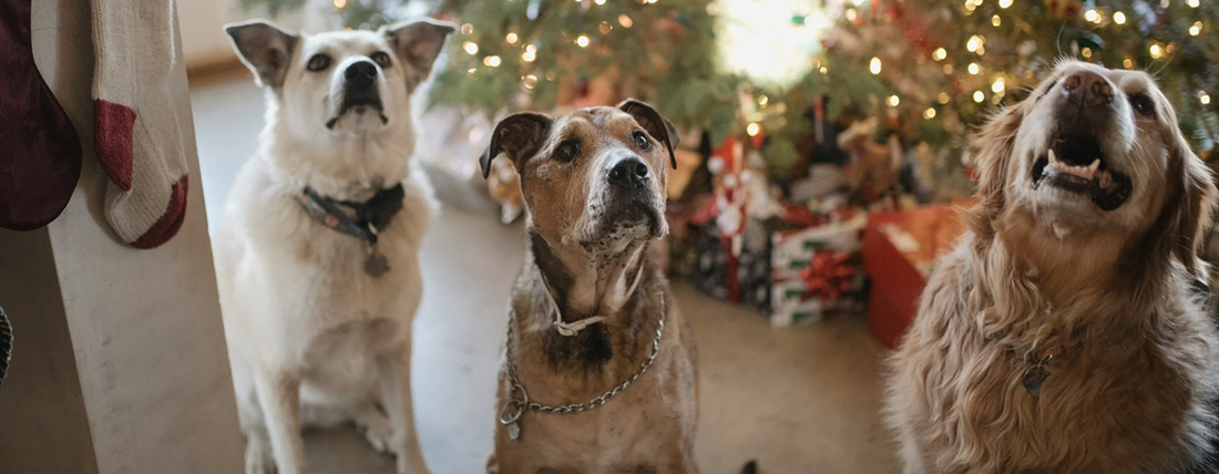 The Ultimate Dog-Friendly Christmas Day Plan