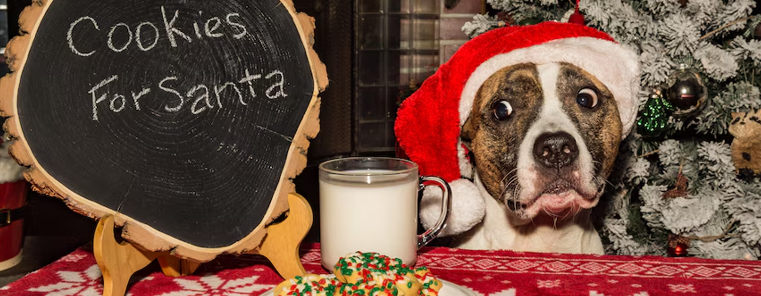 Christmas Food That Is and Isn’t Safe for Your Dog