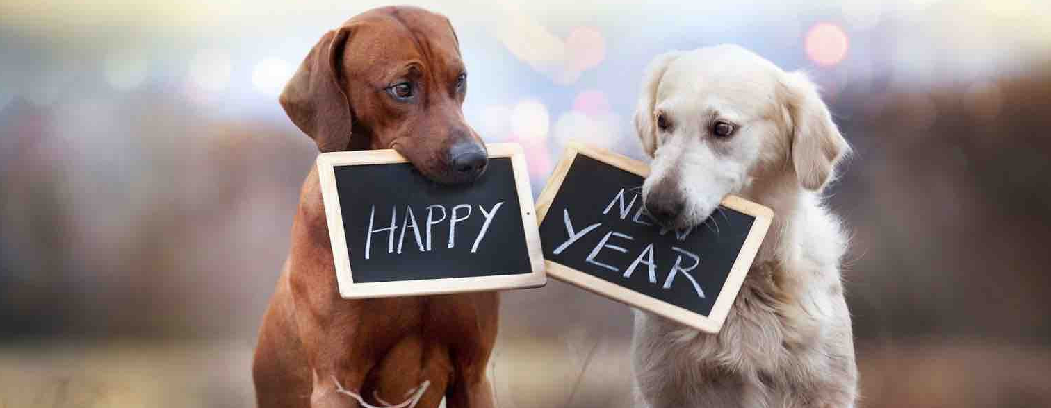 How to Keep Your Dog Safe on New Year’s Eve