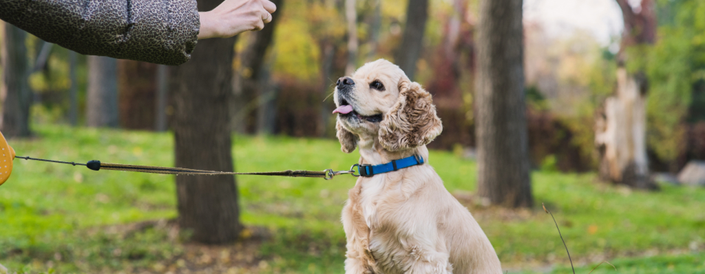 Training and Behaviour Advice: Solving Common Issues, House Training, and Socialisation