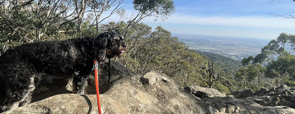 Things You Should Know Before You Go Hiking with Your Dog