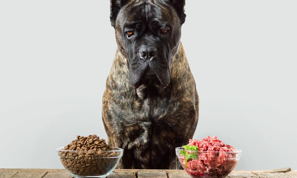 Don’t Be Afraid to Feed Raw: Why You Shouldn’t Give Up After Just One Day