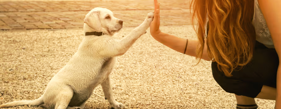 When Should My Puppy Start Obedience Training?