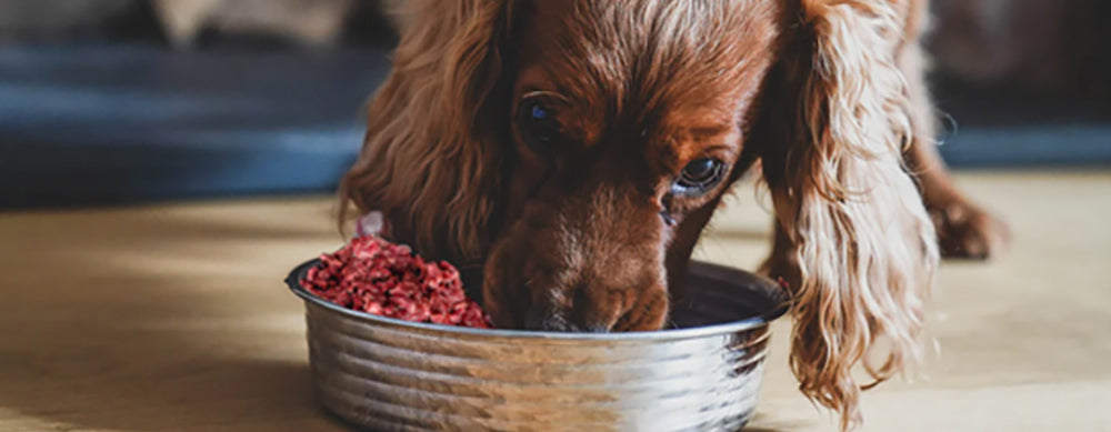 The Benefits of Feeding Your Dog Raw: Debunking Common Myths