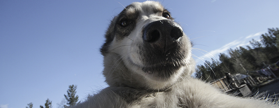 Paws and Pose: How to Train Your Dog to Take a Selfie