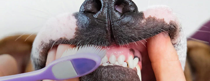 Your Doggo and Their Dental Health