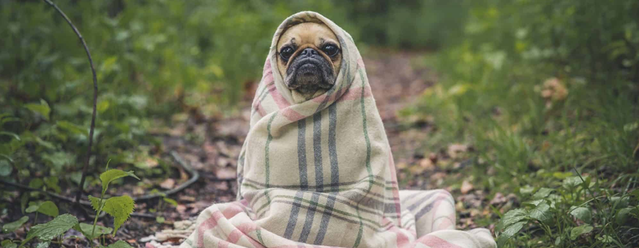 Ensuring Your Dog's Comfort: Winter Care Tips
