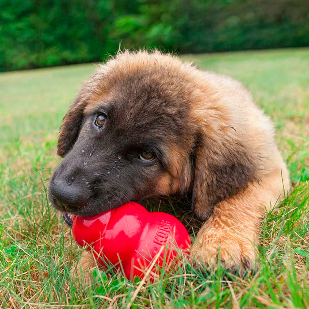 Chew Toys