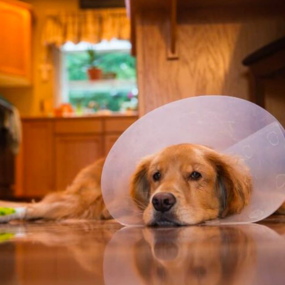 Cone Collars
