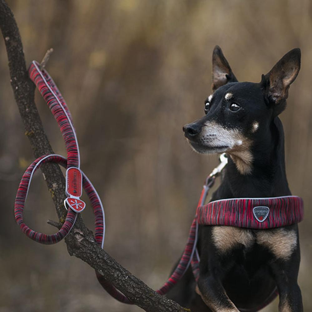 Coralpina Dog Leads