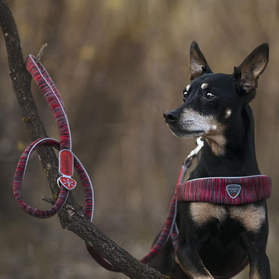 Coralpina Dog Leads