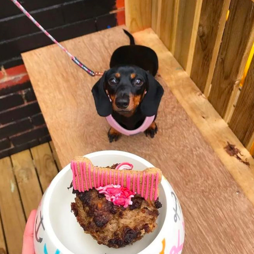 Pupcake dog clearance