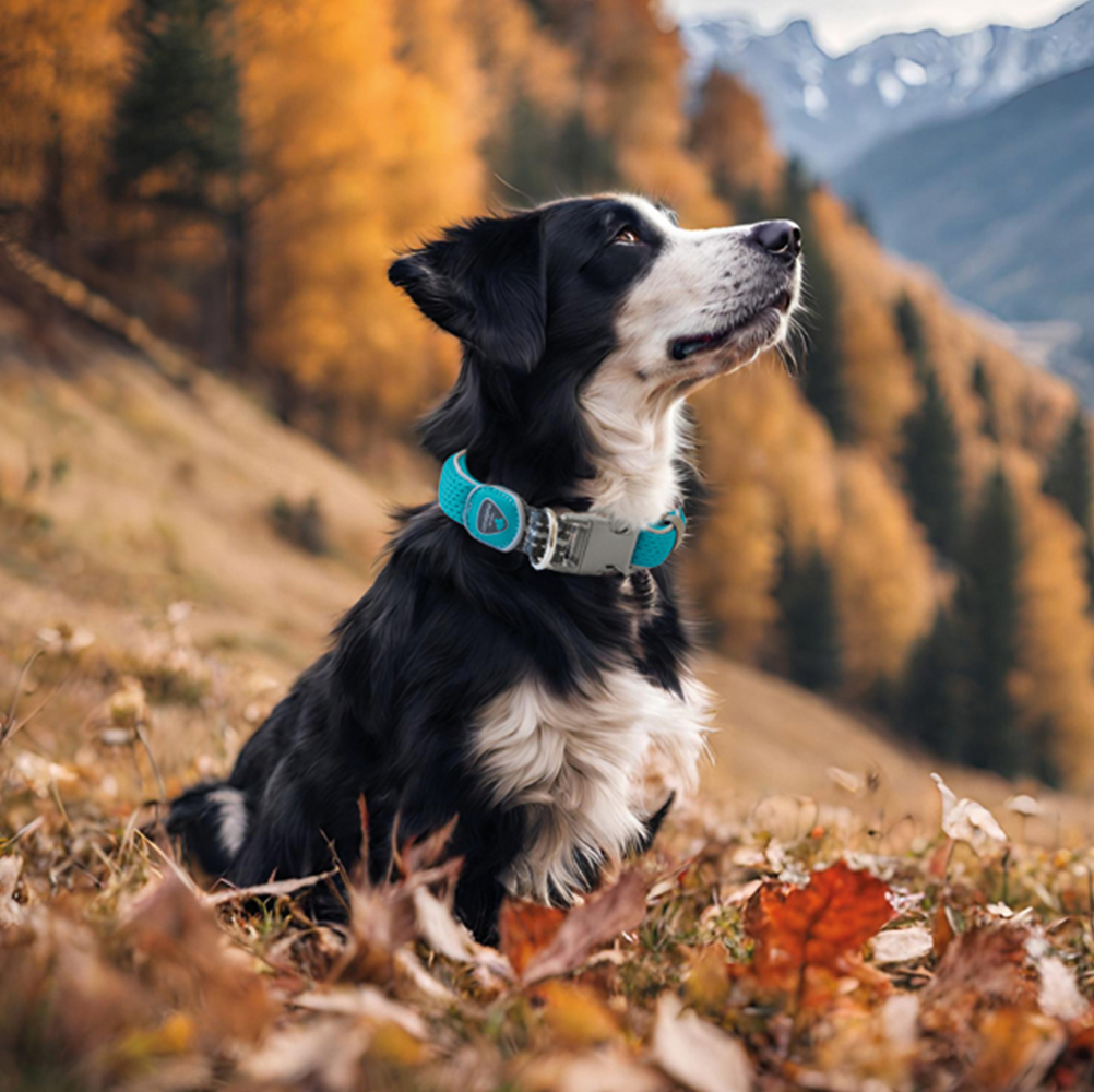 Coralpina Dog Collar
