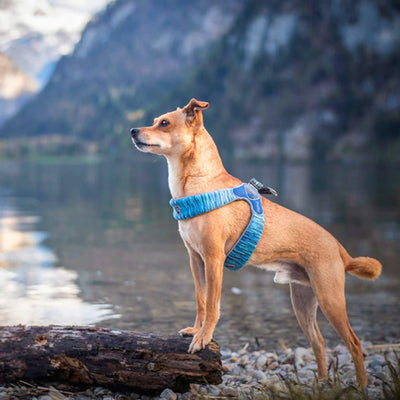 Coralpina Dog Harnesses