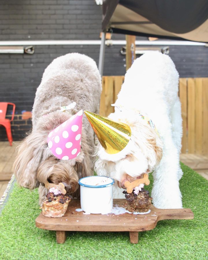 Dog Birthday Party Package - Bash