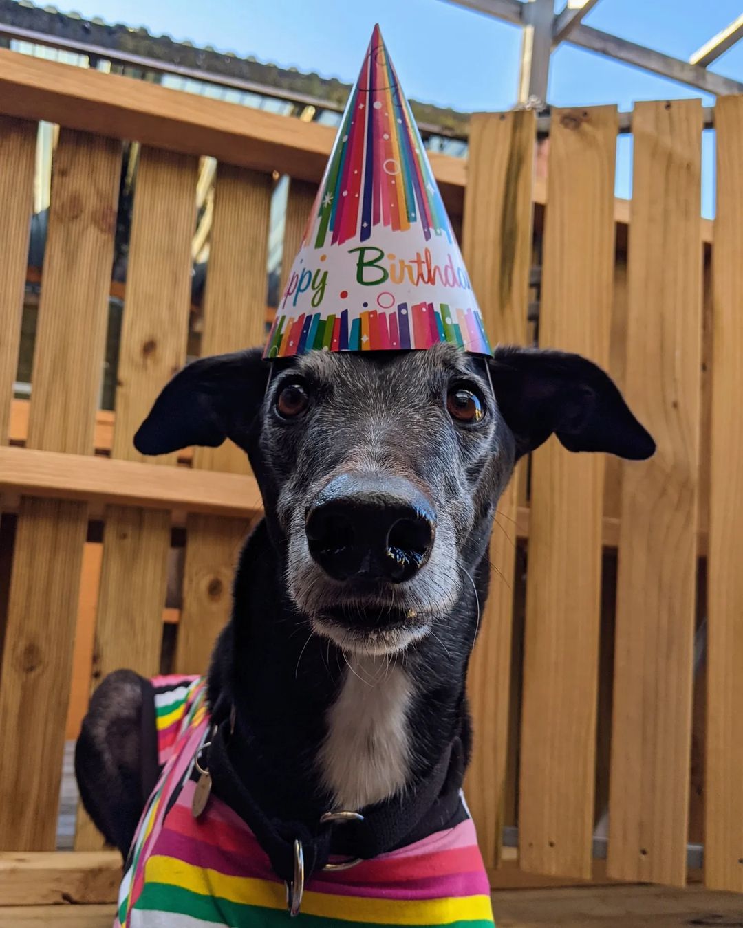 Dog Birthday Party Package - Bash