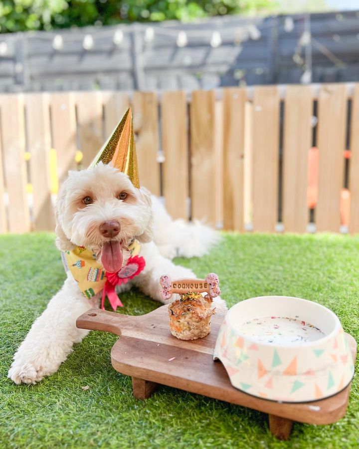 Dog Birthday Party Package - Bash