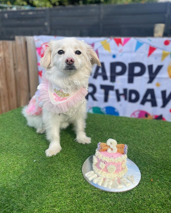 Dog Birthday Party Package - Bonanza