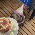 Dog Birthday Party Package - Bonanza