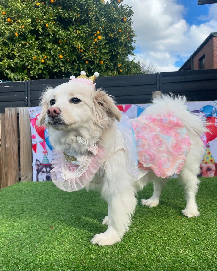 Dog Birthday Party Package - Bonanza