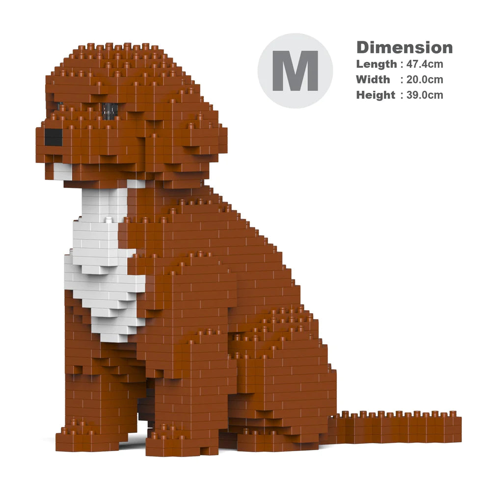 Cavoodle 01-M02
