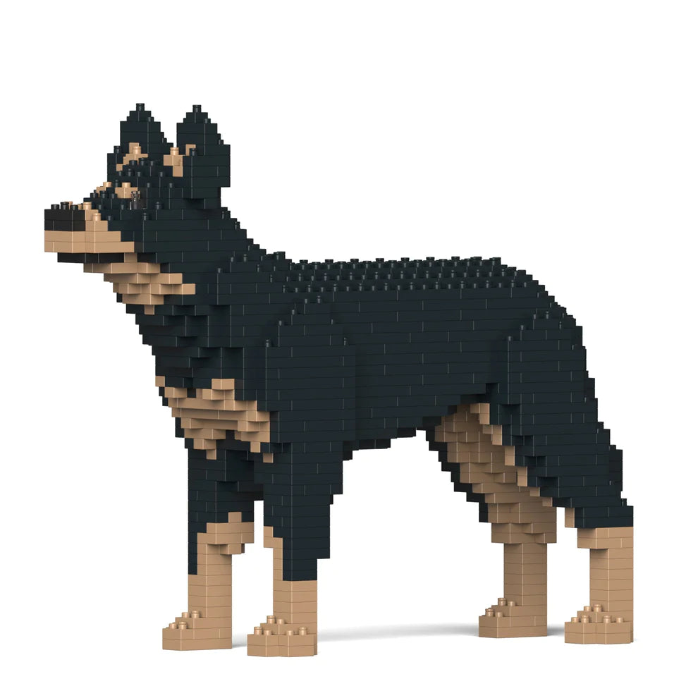 Australian Kelpie 01S