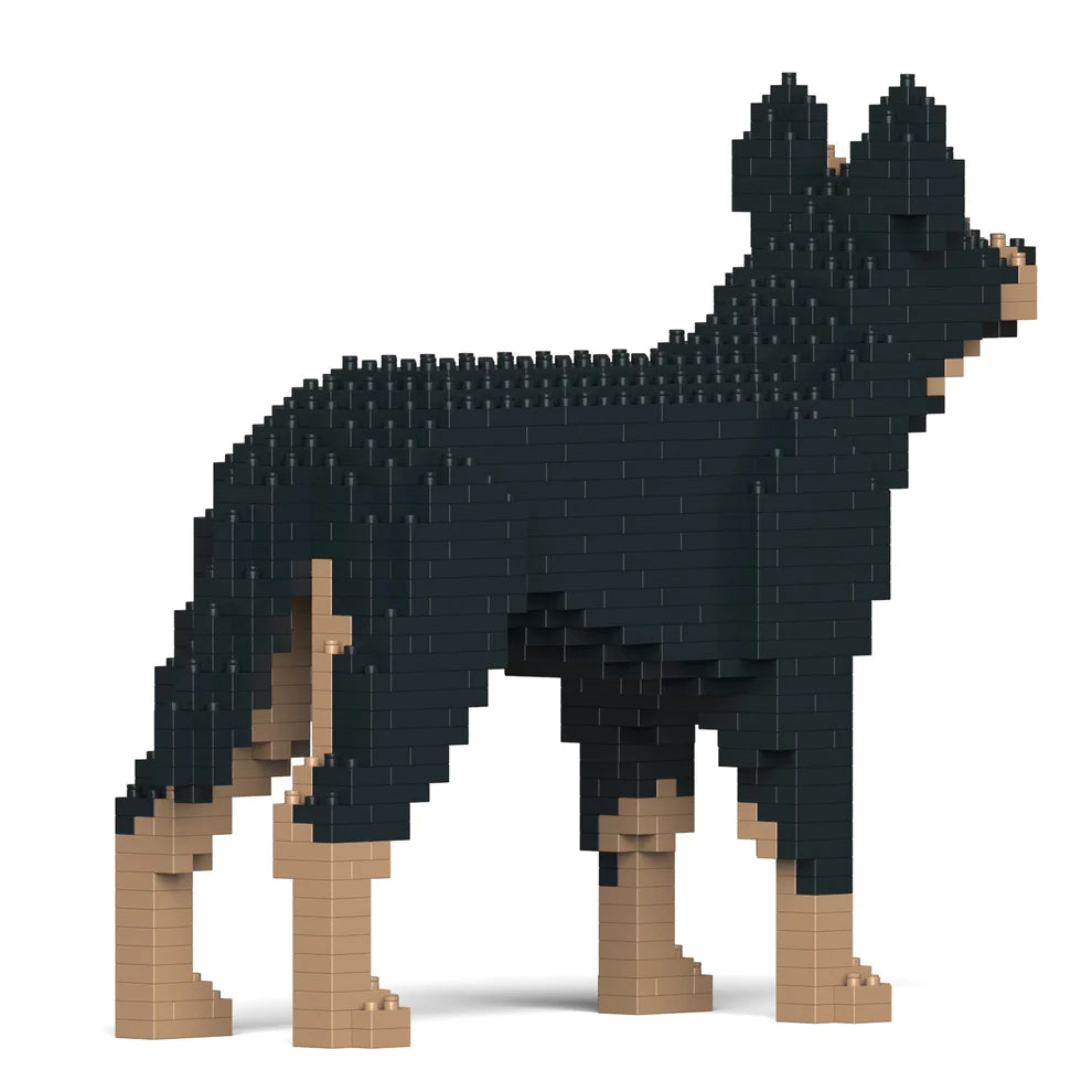 Australian Kelpie 01S