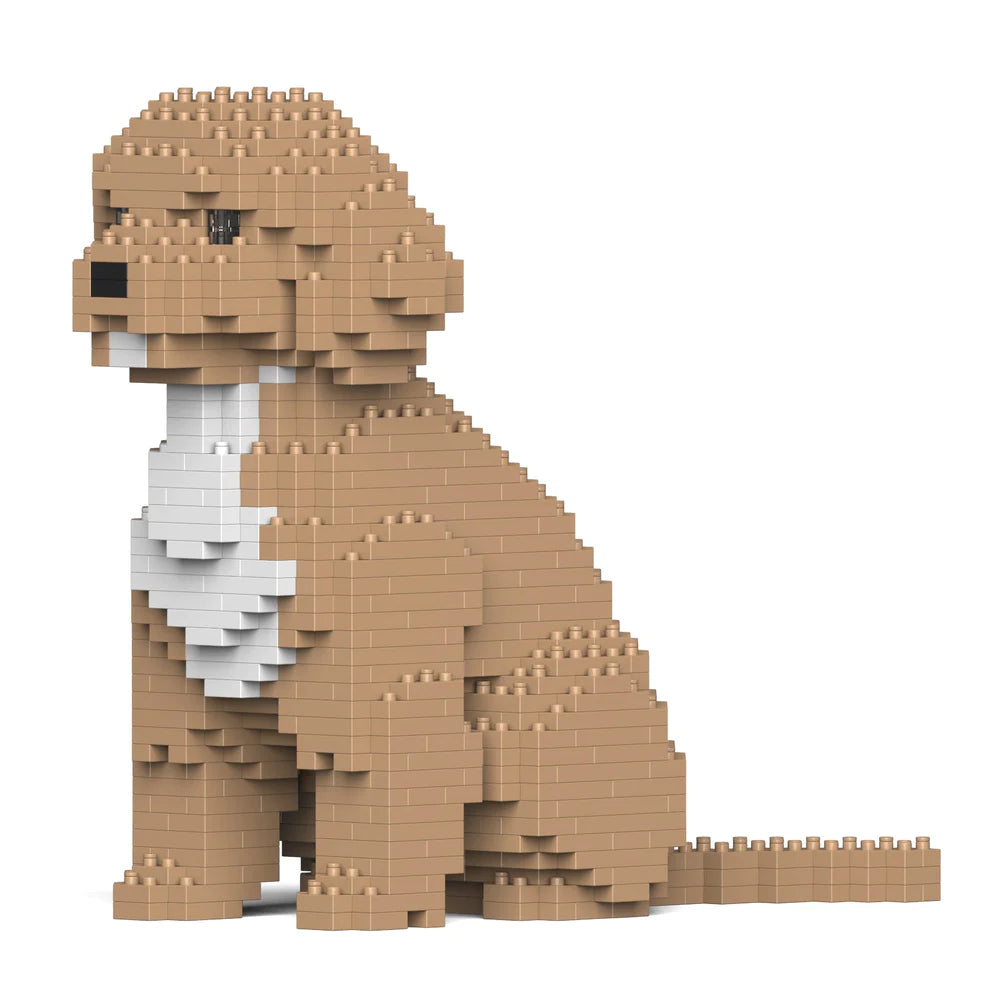 Cavoodle 01-M01