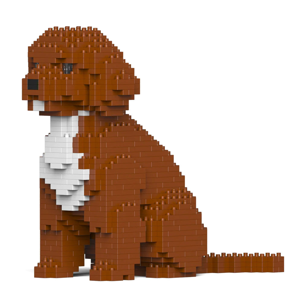 Cavoodle 01-M02