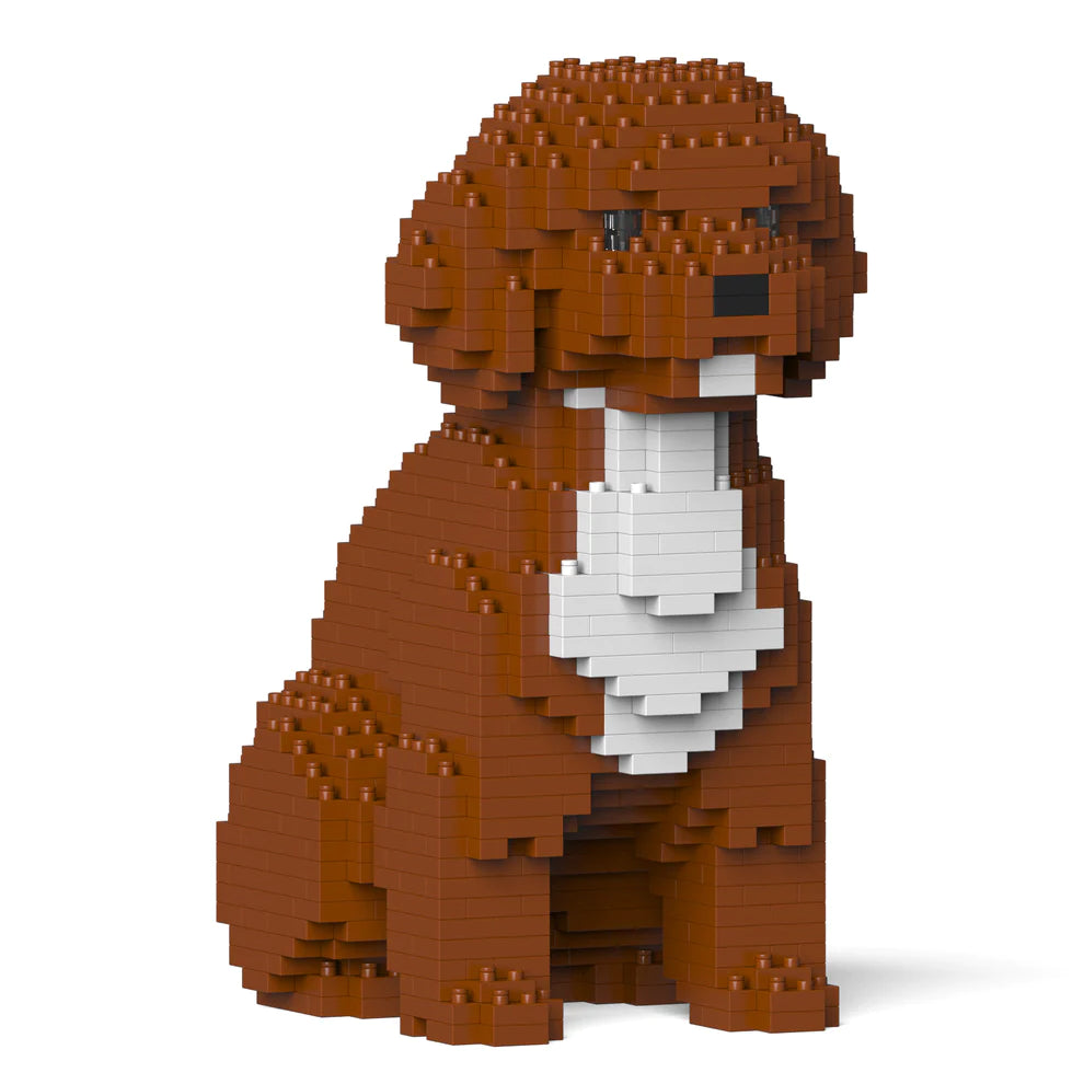 Cavoodle 01-M02