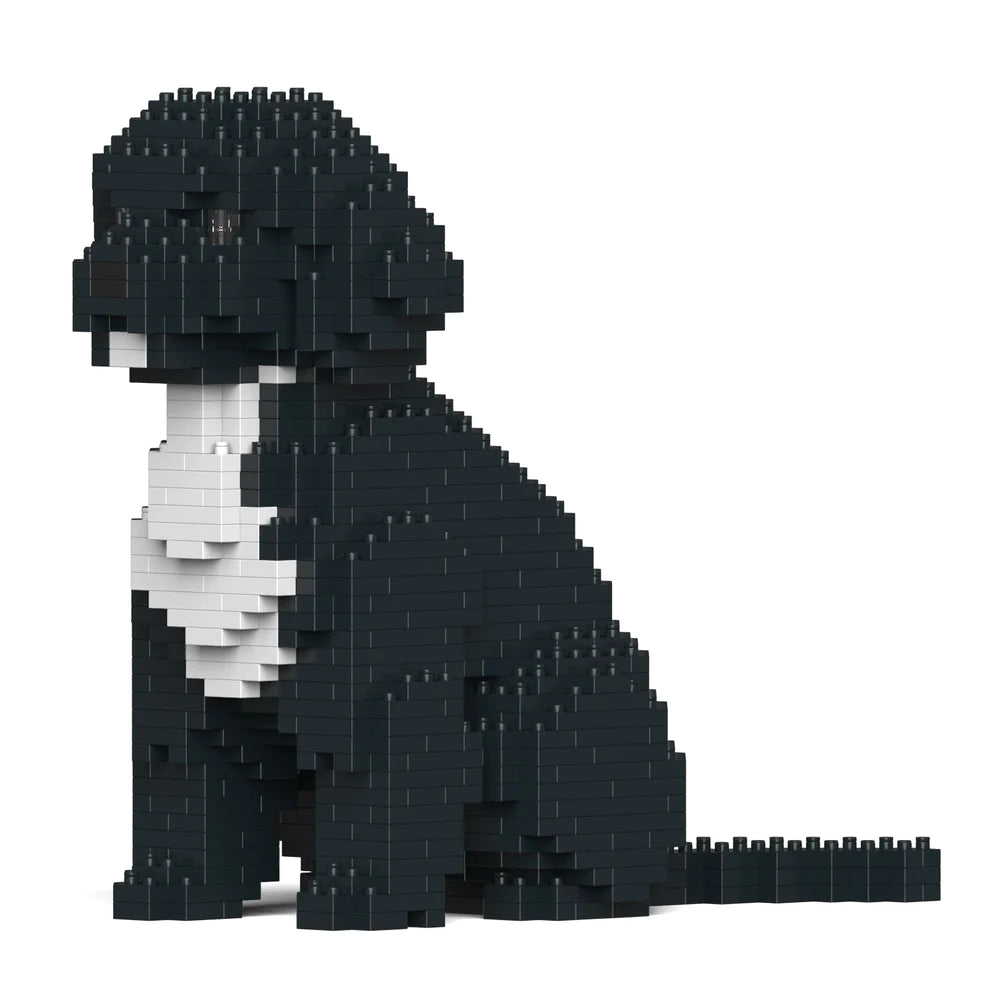 Cavoodle 01-M03