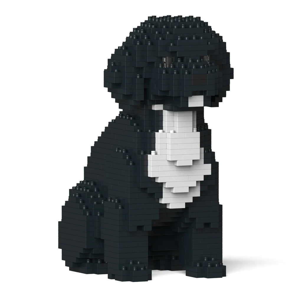 Cavoodle 01-M03