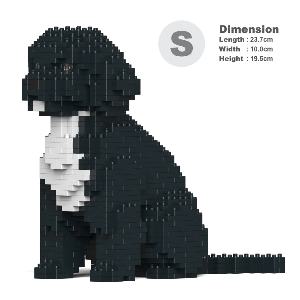 Cavoodle 01-M03
