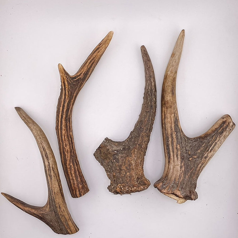 Deer Antlers