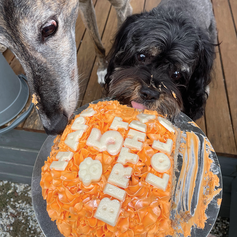 Medium Deluxe Dog Birthday Cake