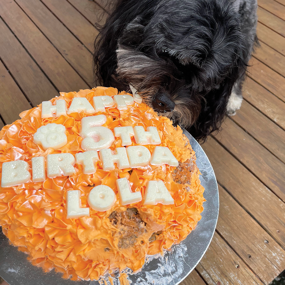 Medium Deluxe Dog Birthday Cake
