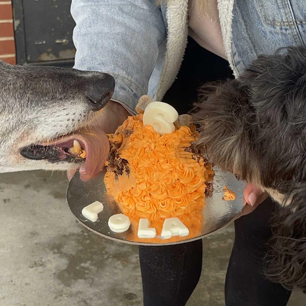 Small Deluxe Dog Birthday Cake