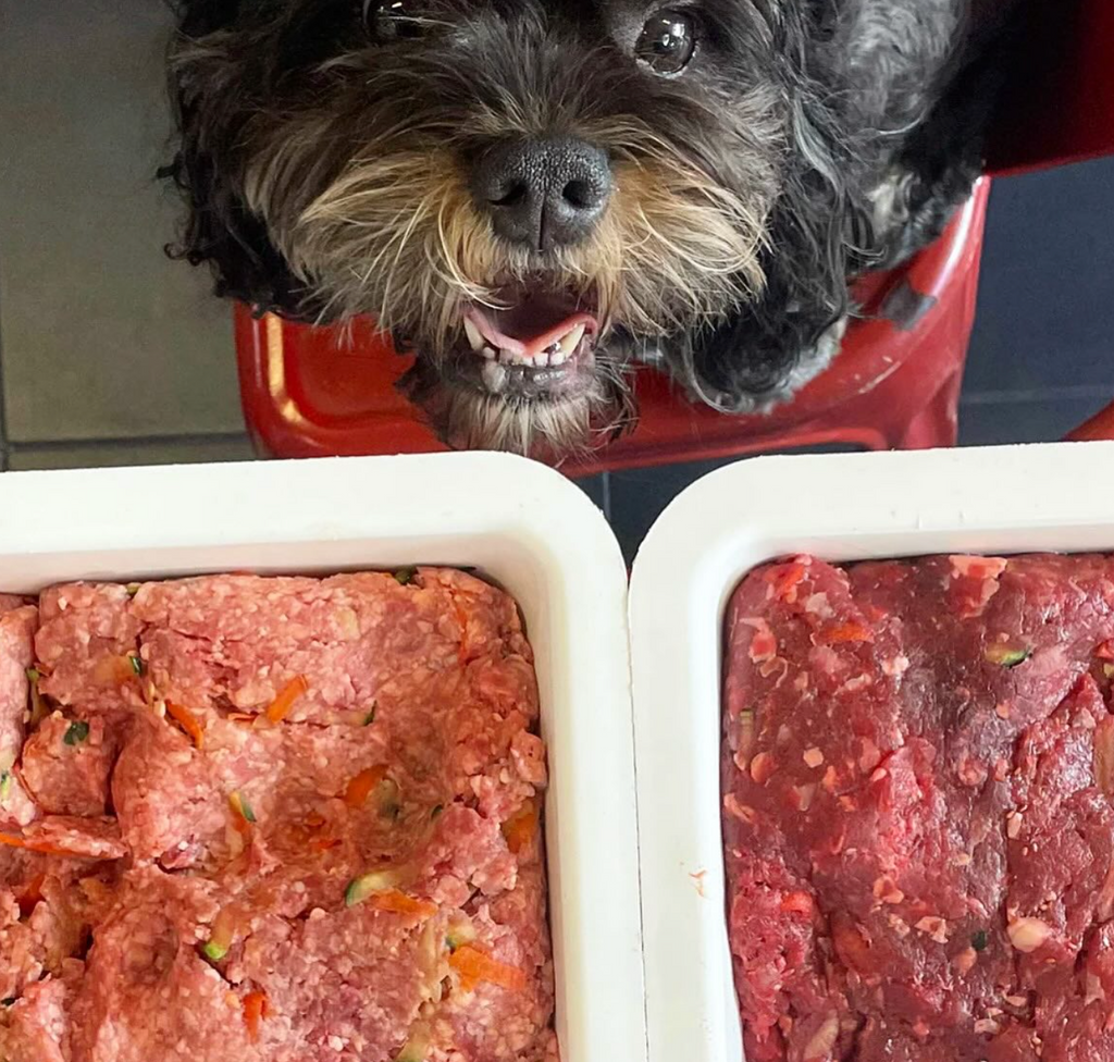 The Role of Supplements in a Raw Feeding Diet for Dogs Doghouse Cafe