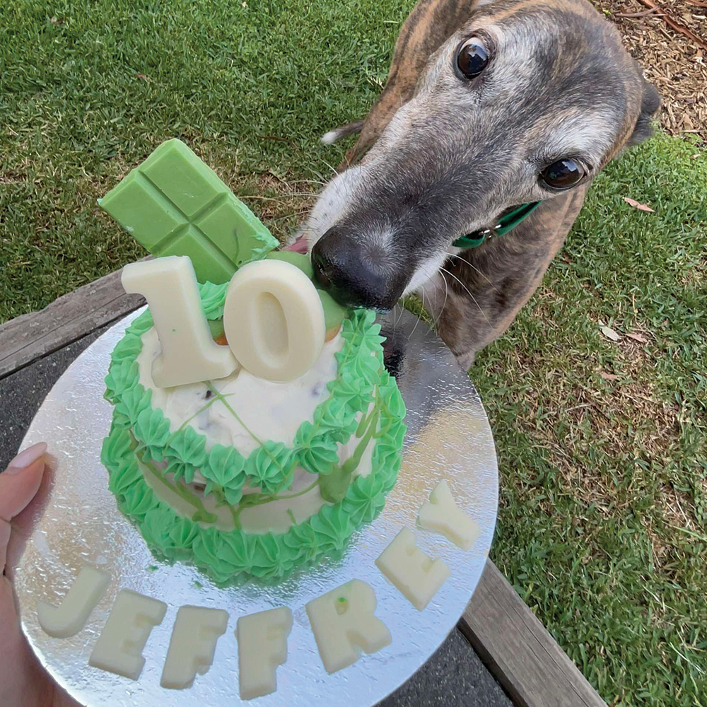 Small Dog Birthday Cake - w/ donuts