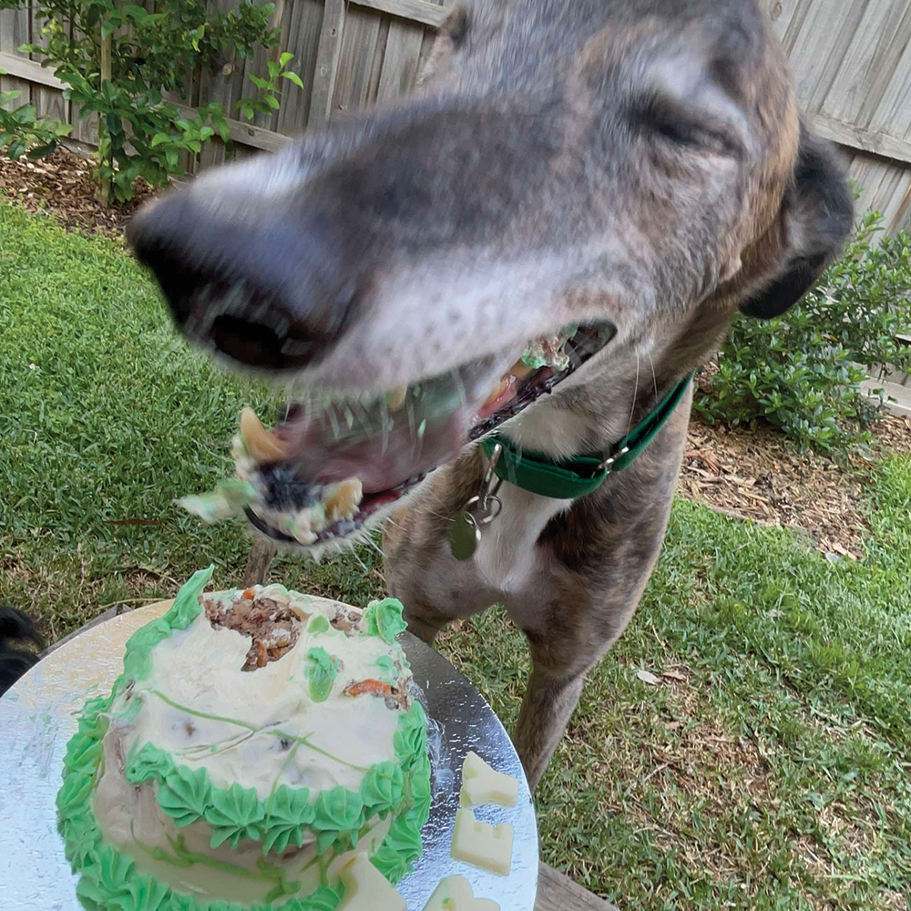 Small Dog Birthday Cake - w/ donuts