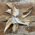 Rockling Wings