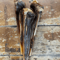 Kangaroo Bones