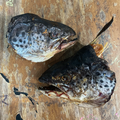 Salmon Heads