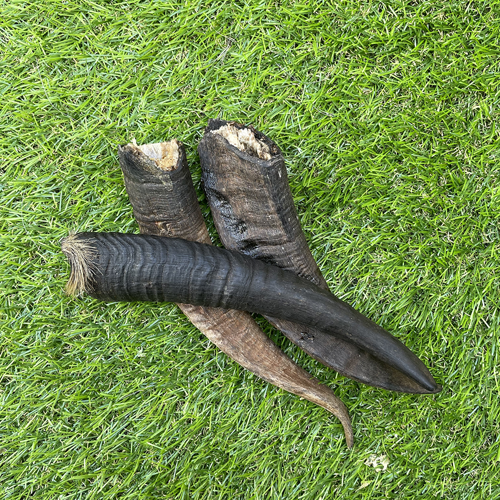 Goat Horns (XL)